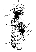 Puppe f&uuml;r Liebeszauber